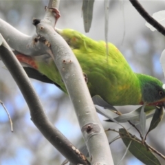 Lathamus discolor at Curtin, ACT - suppressed