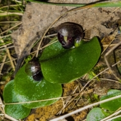 Corysanthes incurva (Slaty Helmet Orchid) at Mount Jerrabomberra QP - 31 Aug 2022 by dan.clark