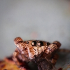 Simaethula sp. (genus) (A jumping spider) at Black Mountain - 31 Aug 2022 by amiessmacro