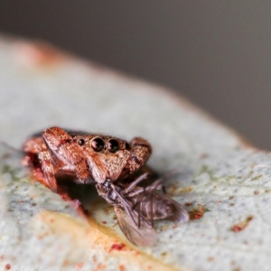 Simaethula sp. (genus) at Aranda, ACT - 31 Aug 2022