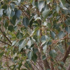 Brachychiton populneus subsp. populneus (Kurrajong) at Cavan, NSW - 28 Aug 2022 by drakes