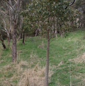 Brachychiton populneus subsp. populneus at Cavan, NSW - 28 Aug 2022