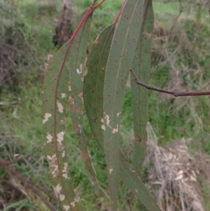 Eucalyptus goniocalyx at Cavan, NSW - 28 Aug 2022