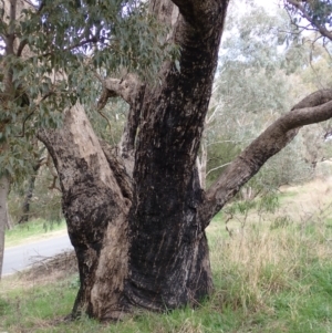 Eucalyptus goniocalyx at Cavan, NSW - 28 Aug 2022 01:38 PM