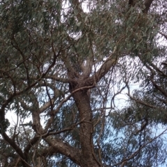 Eucalyptus goniocalyx at Cavan, NSW - 28 Aug 2022