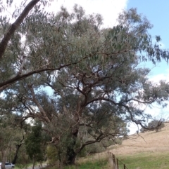 Eucalyptus goniocalyx at Cavan, NSW - 28 Aug 2022 01:38 PM