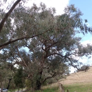 Eucalyptus goniocalyx at Cavan, NSW - 28 Aug 2022