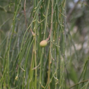 Exocarpos cupressiformis at Cavan, NSW - 28 Aug 2022 01:34 PM