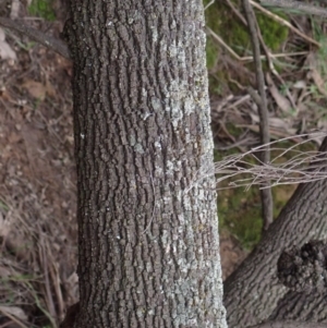 Exocarpos cupressiformis at Cavan, NSW - 28 Aug 2022