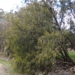 Exocarpos cupressiformis at Cavan, NSW - 28 Aug 2022 01:34 PM