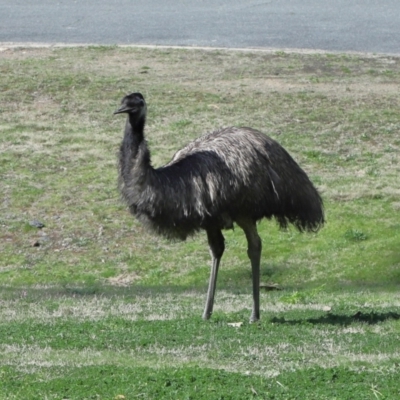 Dromaius novaehollandiae (Emu) at Cotter Reserve - 31 Aug 2022 by TimL