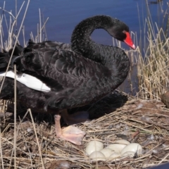 Cygnus atratus (Black Swan) at Paddys River, ACT - 31 Aug 2022 by TimL
