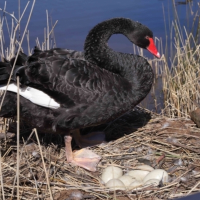 Cygnus atratus (Black Swan) at FTD120: TNR Boardwalk - 31 Aug 2022 by TimL