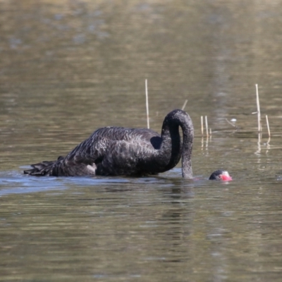 Cygnus atratus (Black Swan) at Tidbinbilla Nature Reserve - 31 Aug 2022 by TimL