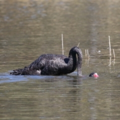 Cygnus atratus (Black Swan) at Paddys River, ACT - 31 Aug 2022 by TimL