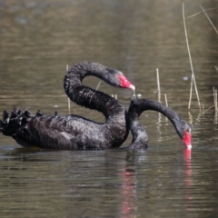 Cygnus atratus at Paddys River, ACT - 31 Aug 2022