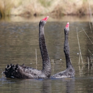 Cygnus atratus at Paddys River, ACT - 31 Aug 2022