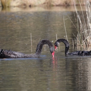 Cygnus atratus at Paddys River, ACT - 31 Aug 2022