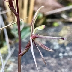 Cyrtostylis reniformis (Common Gnat Orchid) at Black Mountain - 31 Aug 2022 by PeterR