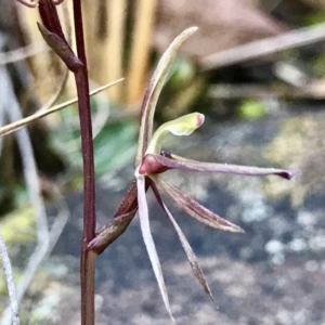 Cyrtostylis reniformis at suppressed - 31 Aug 2022