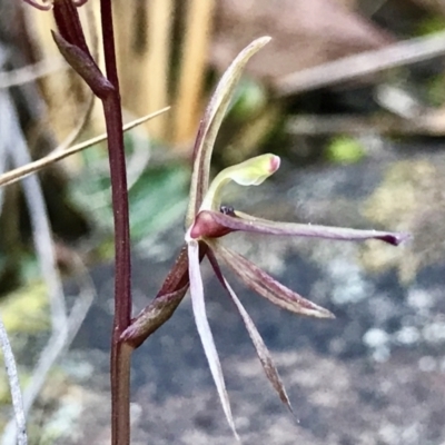 Cyrtostylis reniformis (Common Gnat Orchid) at Black Mountain - 31 Aug 2022 by PeterR