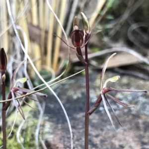 Cyrtostylis reniformis at suppressed - suppressed