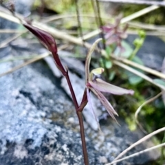 Cyrtostylis reniformis at suppressed - 31 Aug 2022