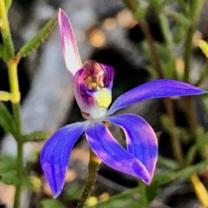 Cyanicula caerulea at Point 5815 - suppressed