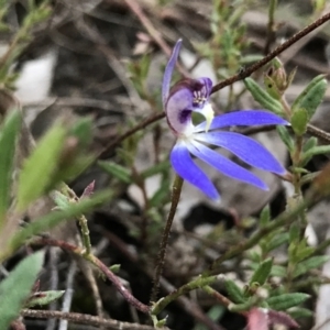 Cyanicula caerulea at Point 5815 - 31 Aug 2022