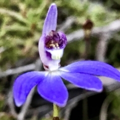 Cyanicula caerulea at Point 5815 - suppressed