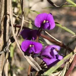 Hardenbergia violacea at Paddys River, ACT - 21 Aug 2022