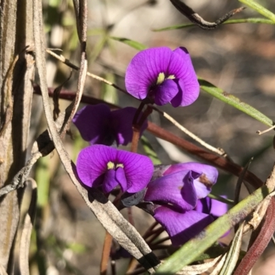 Hardenbergia violacea (False Sarsaparilla) at Paddys River, ACT - 21 Aug 2022 by PeterR