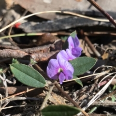 Hovea heterophylla (Common Hovea) at Gibraltar Pines - 20 Aug 2022 by PeterR