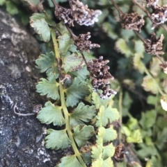 Asplenium flabellifolium (Necklace Fern) at Tidbinbilla Nature Reserve - 21 Aug 2022 by PeterR