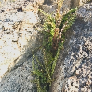 Asplenium flabellifolium at Paddys River, ACT - 21 Aug 2022 10:27 AM