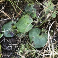 Corysanthes sp. (A Helmet Orchid) at Paddys River, ACT - 21 Aug 2022 by PeterR