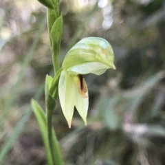Bunochilus montanus (Montane Leafy Greenhood) at Paddys River, ACT - 21 Aug 2022 by PeterR