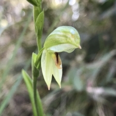 Bunochilus montanus (ACT) = Pterostylis jonesii (NSW) (Montane Leafy Greenhood) at Paddys River, ACT - 21 Aug 2022 by PeterR