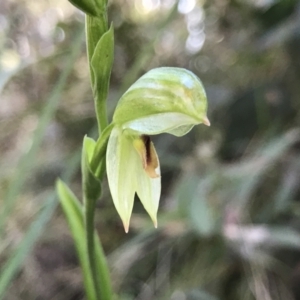 Bunochilus montanus (ACT) = Pterostylis jonesii (NSW) at Paddys River, ACT - 21 Aug 2022