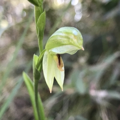 Bunochilus montanus (Montane Leafy Greenhood) at Paddys River, ACT - 21 Aug 2022 by PeterR