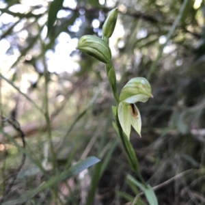 Bunochilus montanus (ACT) = Pterostylis jonesii (NSW) at Paddys River, ACT - 21 Aug 2022