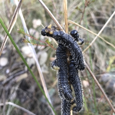 Perga dorsalis (Steel-blue sawfly, spitfire) at Black Mountain - 24 Aug 2022 by PeterR