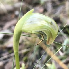 Pterostylis nutans (Nodding Greenhood) at Acton, ACT - 24 Aug 2022 by PeterR