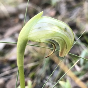 Pterostylis nutans at Acton, ACT - suppressed