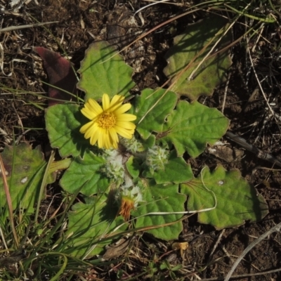 Cymbonotus sp. (preissianus or lawsonianus) (Bears Ears) at Budjan Galindji (Franklin Grassland) Reserve - 27 Aug 2022 by MichaelBedingfield