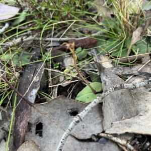 Acianthus sp. at Bruce, ACT - suppressed