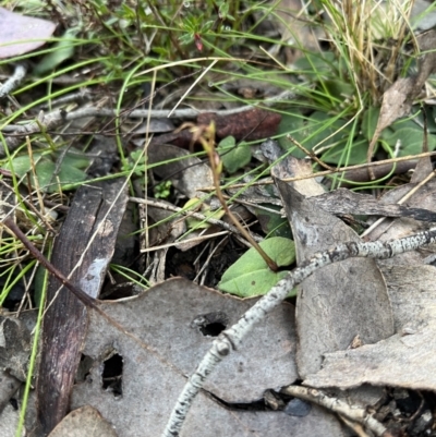 Acianthus sp. (Mayflower Orchid) at Black Mountain - 31 Aug 2022 by dgb900