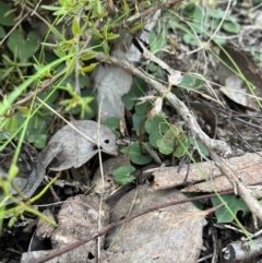 Acianthus sp. at Bruce, ACT - suppressed