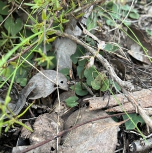 Acianthus sp. at Bruce, ACT - suppressed