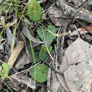 Acianthus sp. at Bruce, ACT - suppressed